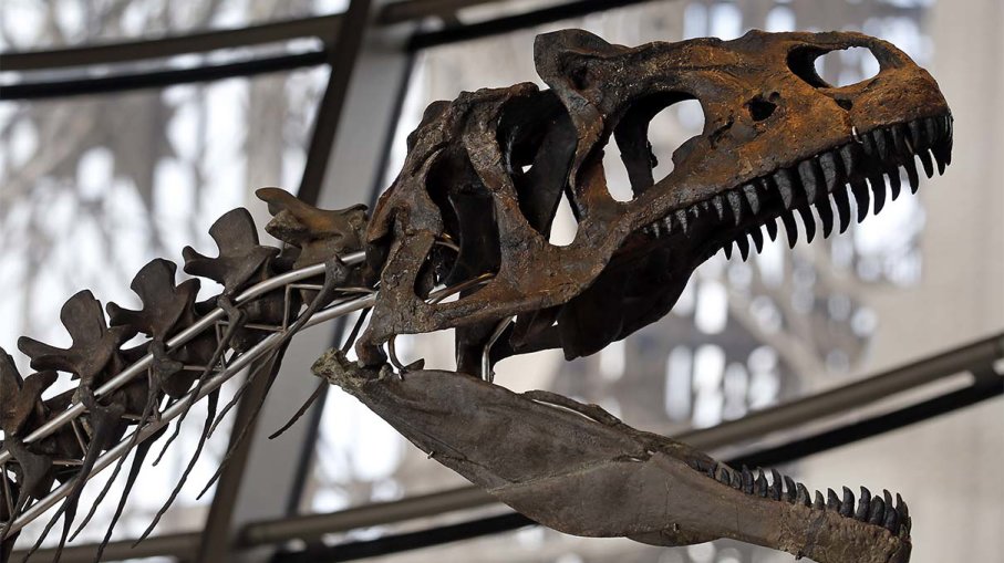 Stock footage of a large carnivorous dinosaur skeleton (Getty)