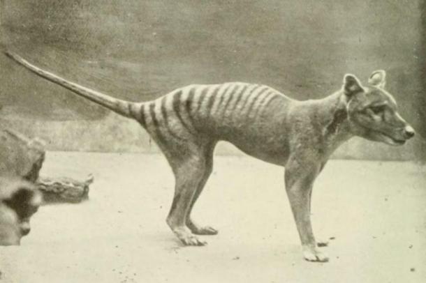 Scientists have almost completed the mapping of the Tasmanian Tiger genome, another extinct species that may soon be revived (public domain).