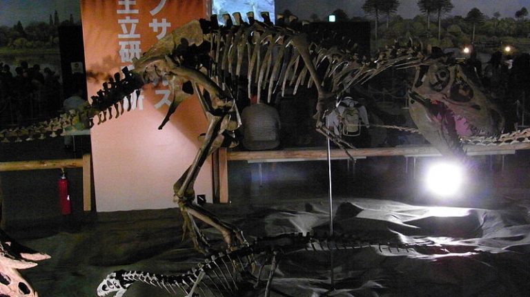 Teratophoneus curriei skeleton in Japan. Author ★Kumiko★