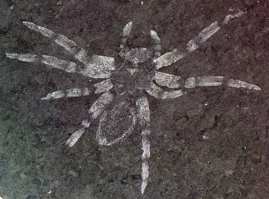 The defining specimen of Koreamegops samsiki, a newfound species of spider that lived in what is now South Korea between 106 and 112 million years ago. PHOTOGRAPH BY PAUL ANTONY SELDEN