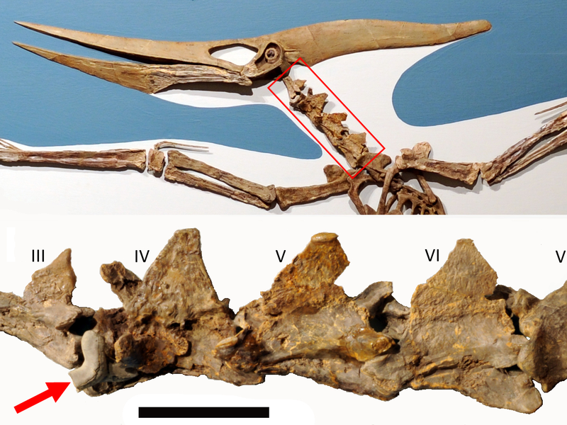 The red arrow points to where the prehistoric shark tooth got lodged in the pterosaur's neck. (David Hone)