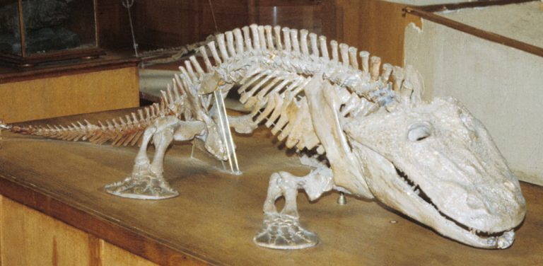 The skeleton of Eryops, one of the earliest land-walking tetrapods. Credit: © Christine M. Janis