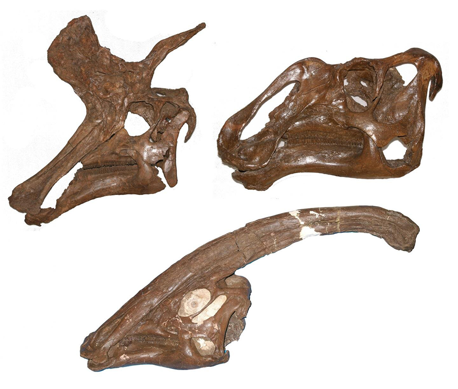 The skulls of three hadrosaur dinosaurs, Lambeosaurus lambei (top left), Gryposaurus notabilis (top right), Parasaurolophus walkeri (lower). Credit: Albert Prieto-Márquez.