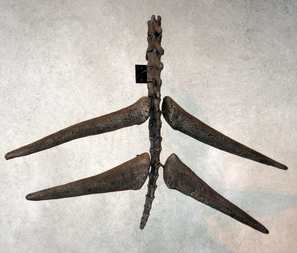 The spiked tail of Stegosaurus (Wikimedia Commons)