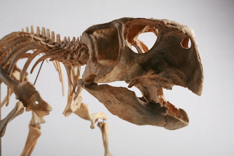 The Childrens Museum of Indianapolis - Psittacosaurus skeleton cast