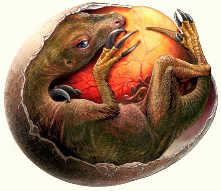 Therizinosaur egg. Author: Pavel Riha