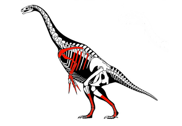 Therizinosaurus cheloniformis by Scott Hartman