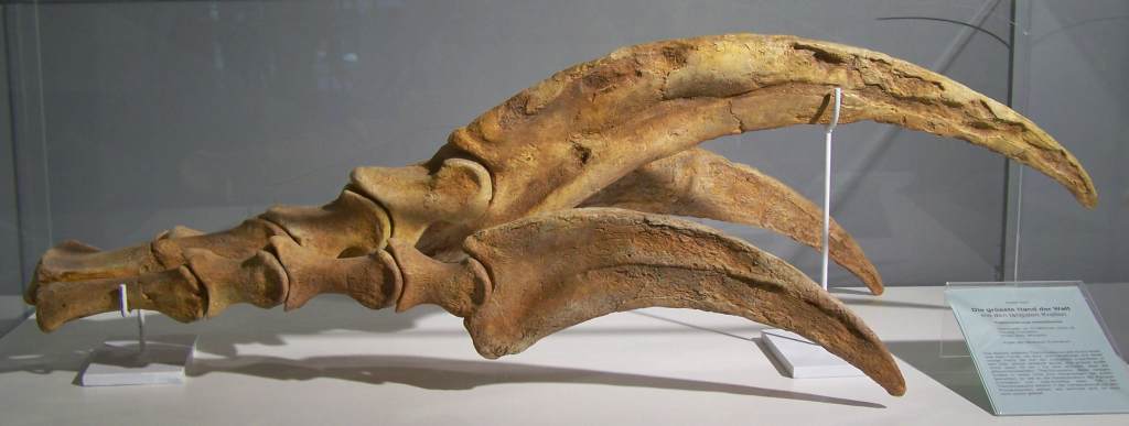 Therizinosaurus claw 