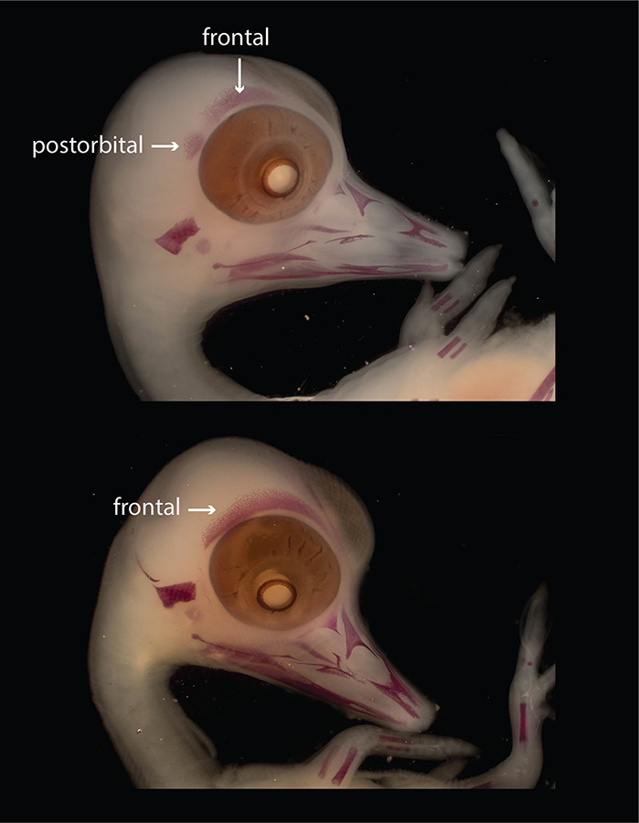 These images of duck embryos show how the postorbital is at a first a separate embryonic bone (above), the same that in dinosaurs became a separate bone of the adult skull. At a later stage, the embryonic postorbital fuses to the frontal, becoming part of this bone (below). Credit: Daniel Nuñez León [CC BY-SA 4.0 (https://creativecommons.org/licenses/by-sa/4.0)], from Wikimedia Commons