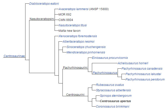 This cladogram follows the phylogenetic analysis performed by Ryan et al. (2016)