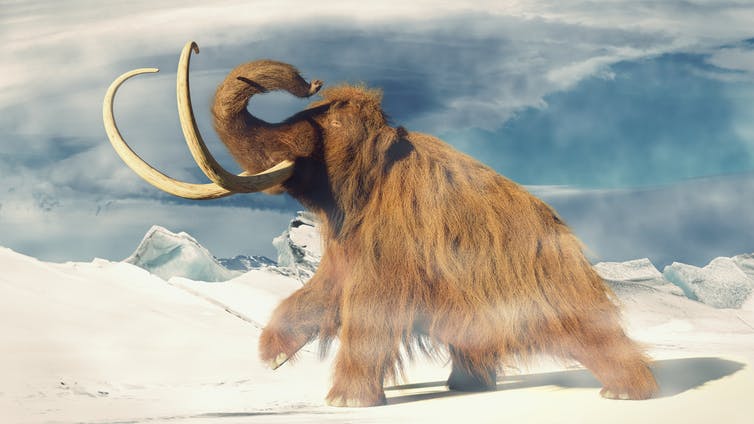 Woolly mammoths once roamed the Earth. Shutterstock