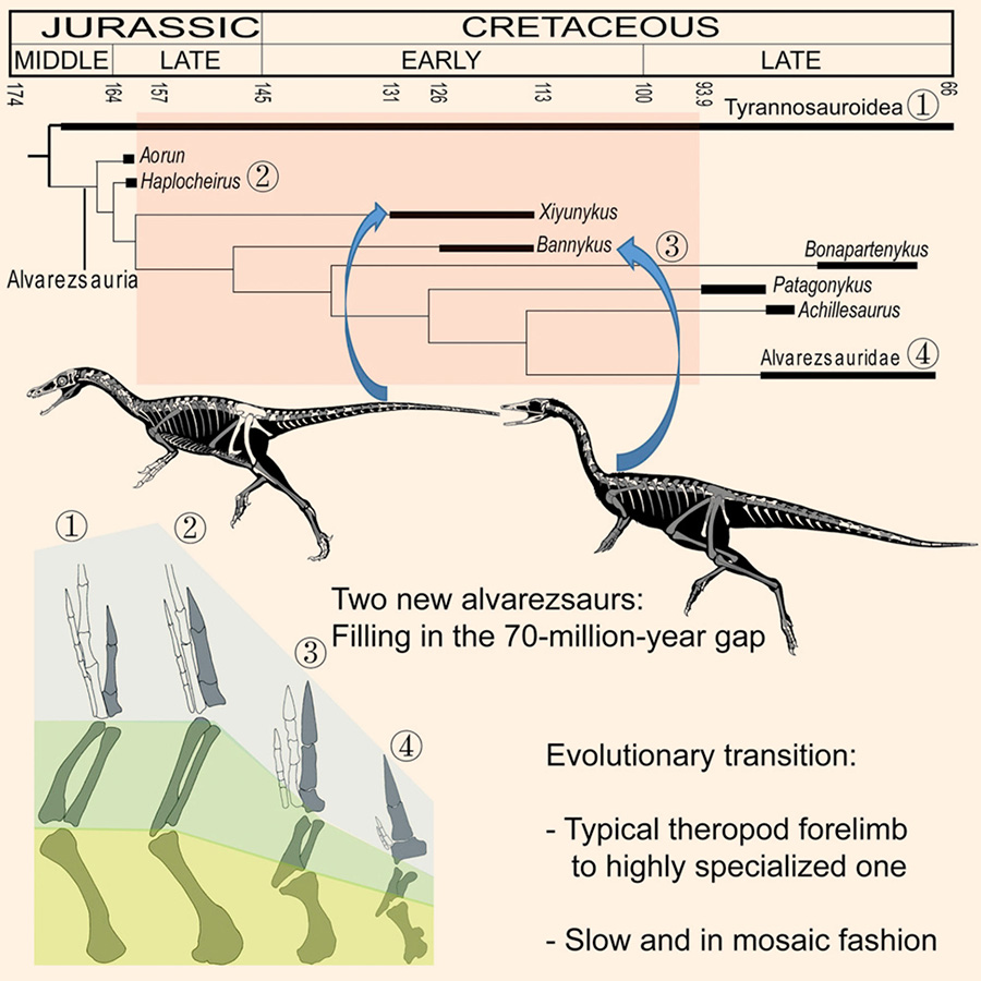 Xu et al report two new Early Cretaceous alvarezsaurian theropods representing transitional stages in alvarezsaurian evolution. The analyses indicate that the evolutionary transition from a typical theropod forelimb configuration to a highly specialized one was slow and occurred in a mosaic fashion during the Cretaceous period. Image credit: Xu et al, doi: 10.1016/j.cub.2018.07.057.