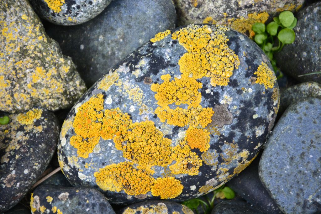 Yellow and black lichen on water worn rock, Macquarie Island. (Photo: Barry Becker)
