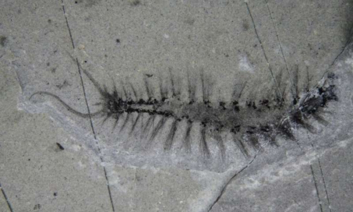 A fossil dating from the Cambrian, more than 500 million years ago. Note the bristles partially covering the head. Image credits: Jean-Bernard Caron/Royal Ontario Museum.