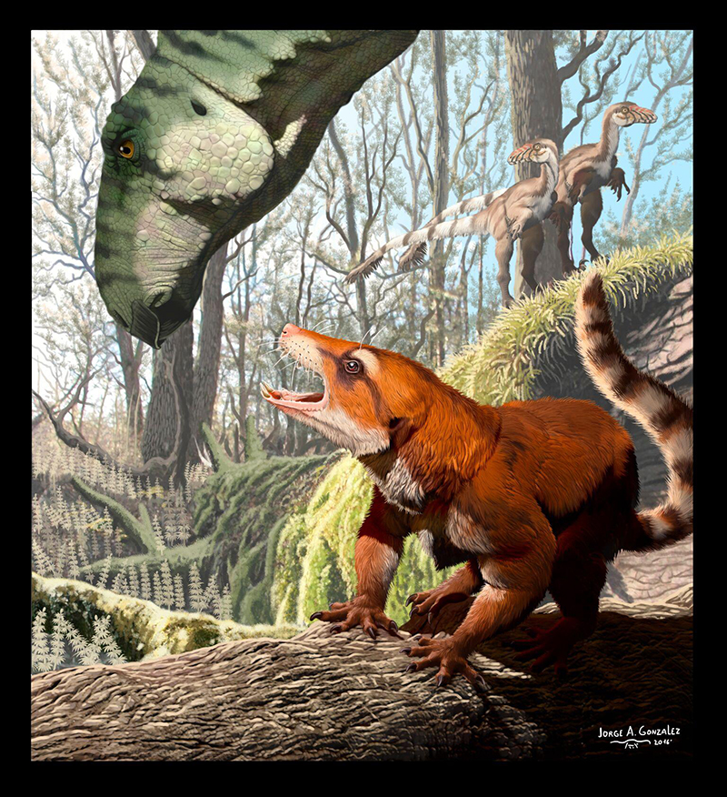 Artists rendering of Cifelliodon wahkarmoosuch, a mammal relative known as Haramiyida. CREDIT UTAH GEOLOGICAL SURVEY