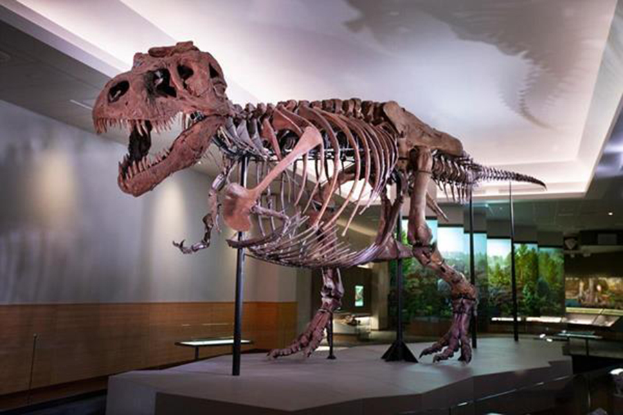 Sue has new digs, more bones and a new pose in its new exhibit opening Friday at the Field Museum. | Field Museum/Martin