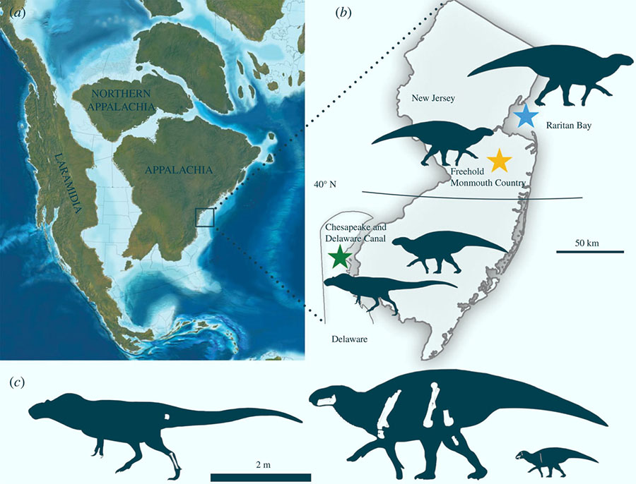 Geographic setting of the Merchantville dinosaur fauna: (a) map of North American during the Campanian stage of the Late Cretaceous epoch, showing the location of New Jersey and Delaware; (b) map of New Jersey and Delaware showing the locations from which the described specimens were recovered; (c) diagram showing preserved bones (in white) and relative sizes of (from left to right) the tyrannosaur and the hadrosaurid (adult, juvenile). Image credit: Chase Doran Brownstein, doi: 10.1098/rsos.210127.