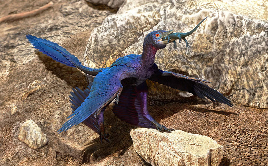 Microraptor swallowing Indrasaurus wangi. Image credit: Doyle Trankina.