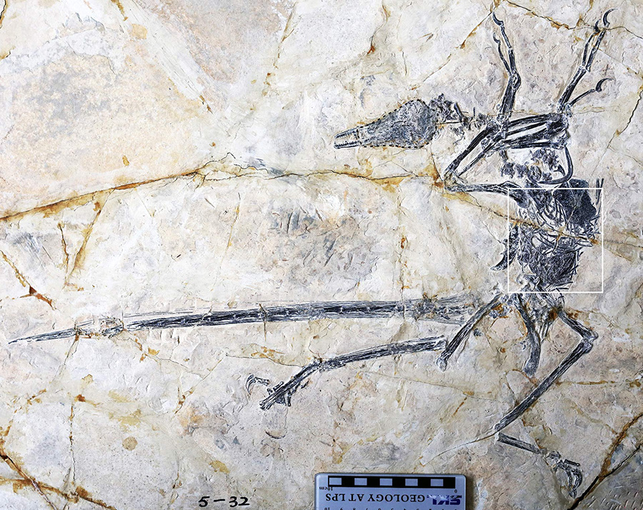 Microraptor preserving the lizard Indrasaurus wangi in the abdominal cavity. Image credit: O’Connor et al, doi: 10.1016/j.cub.2019.06.020.