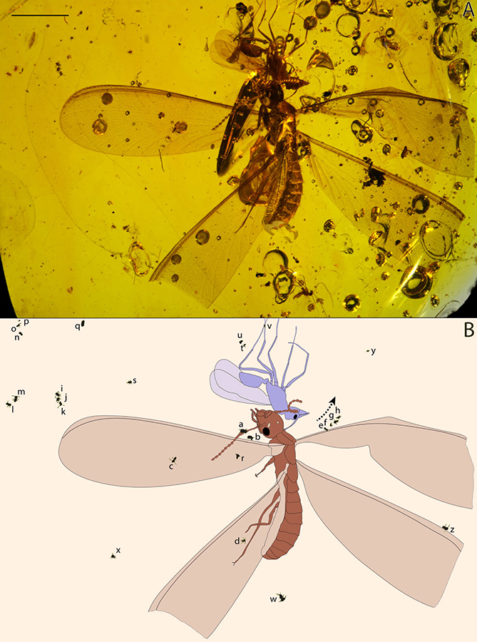 Distribution of Electrosminthuridia helibionta springtails on termite and ant hosts within 16-million-year-old Dominican amber: (A) amber specimen; (B) illustration showing the location of springtails on social insects. Arrow – inflow of the tree resin before consolidation. Scale bar – 0.5 cm. Image credit: N. Robin & P. Barden.