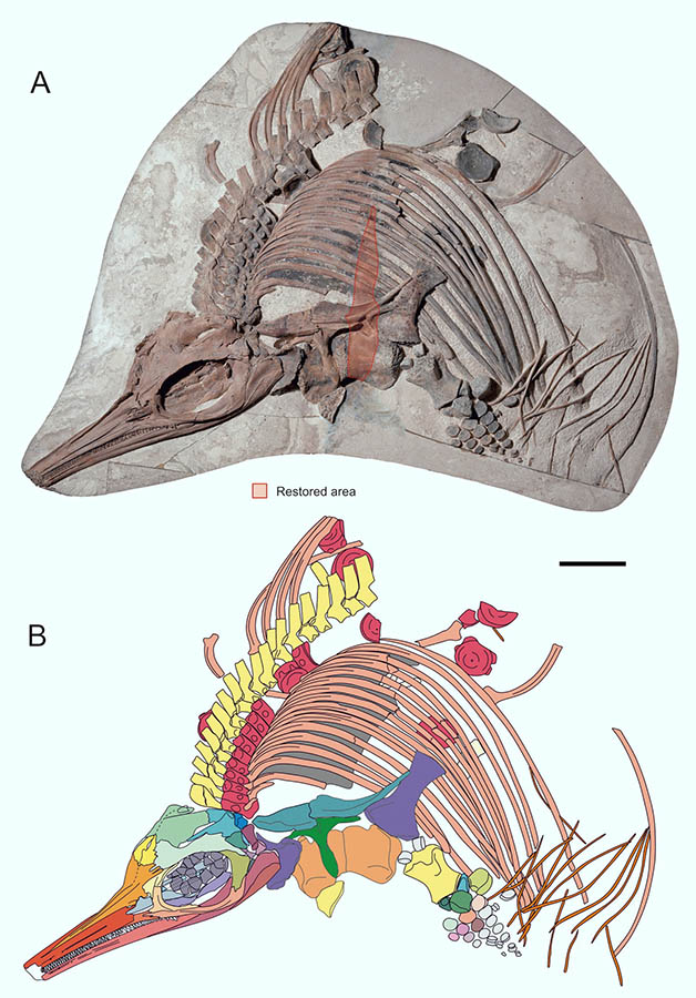 The main block of Thalassodraco etchesi: (A) photograph showing area restored during preparation; (B) interpretive drawing of anterior portion of the skeleton. Scale bar – 30 cm. Image credit: Jacobs & Martill, doi: 10.1371/journal.pone.0241700.