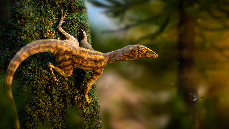 Ixalerpeton, a species of lagerpetid that lived in what is now Brazil approximately 233 million years ago. Image credit: Rodolfo Nogueira.