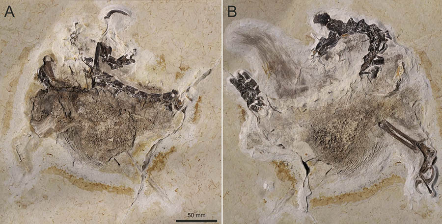 The holotype of Ubirajara jubatus preserved as slab and counter slab. Image credit: Smyth et al., doi: 10.1016/j.cretres.2020.104686.