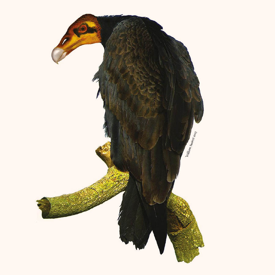 Hypothetical reconstruction of the Emslie’s vulture (Cathartes emsliei). Image credit: William Suárez.
