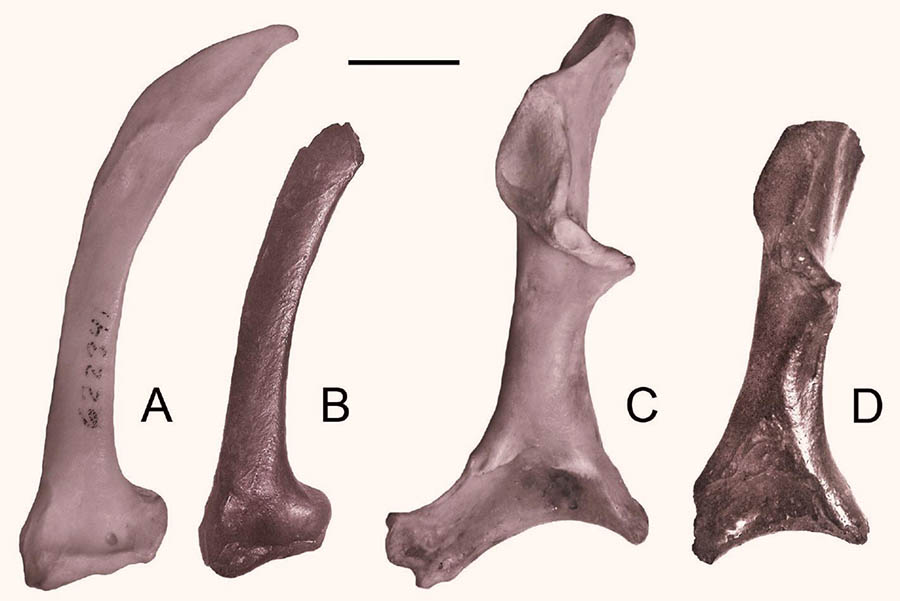 Right scapulas (A-B, ventral view) and left coracoids (C-D, dorsal view) of the lesser yellow-headed vulture (A, C) and the Emslie’s vulture (B, D). Scale bar – 1 cm. Image credit: William Suárez.