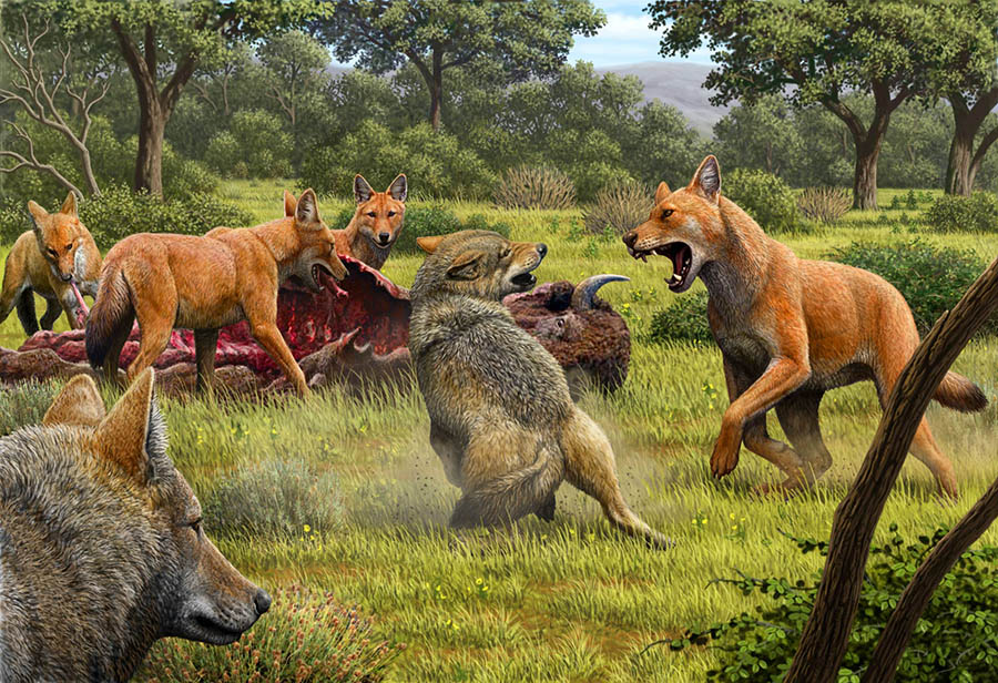 Somewhere in Southwestern North America during the Late Pleistocene, a pack of dire wolves (Canis dirus) are feeding on their bison kill, while a pair of gray wolves (Canis lupus) approach in the hopes of scavenging. One of the dire wolves rushes in to confront the gray wolves, and their confrontation allows a comparison of the bigger, larger-headed and reddish-brown dire wolf with its smaller, gray relative. Image credit: Mauricio Antón / Nature.