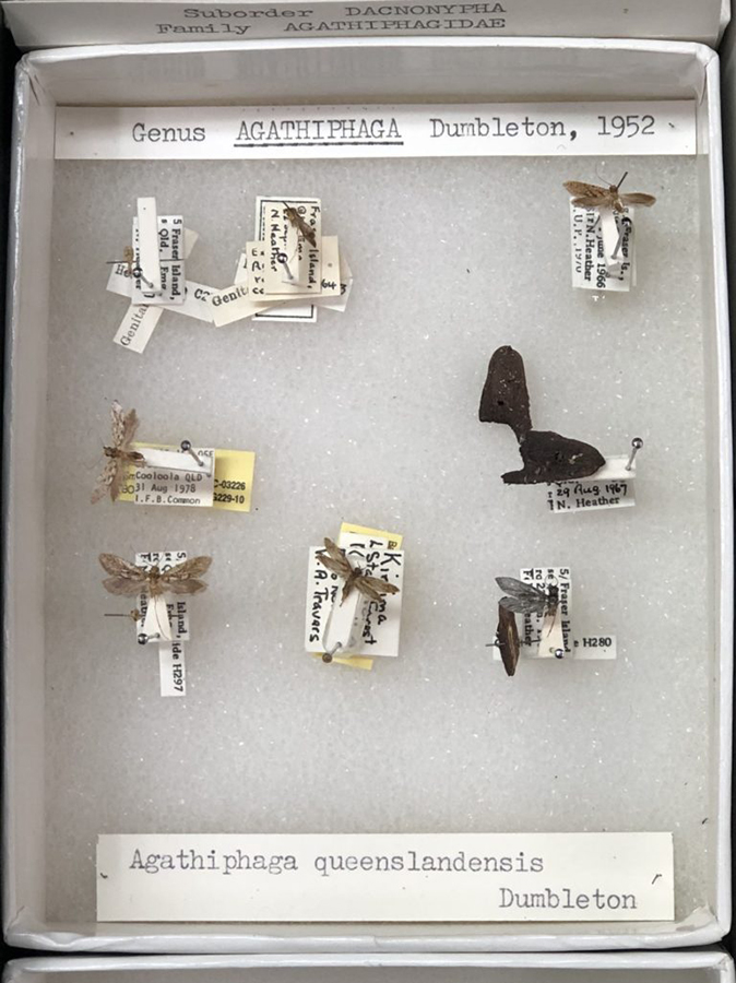 Our collection of kauri moths in the Australian National Insect Collection