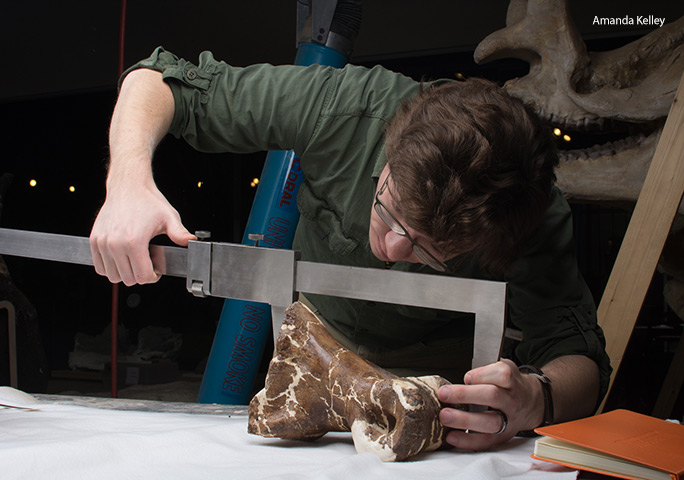 Dr Persons measuring one of Scotty's bones