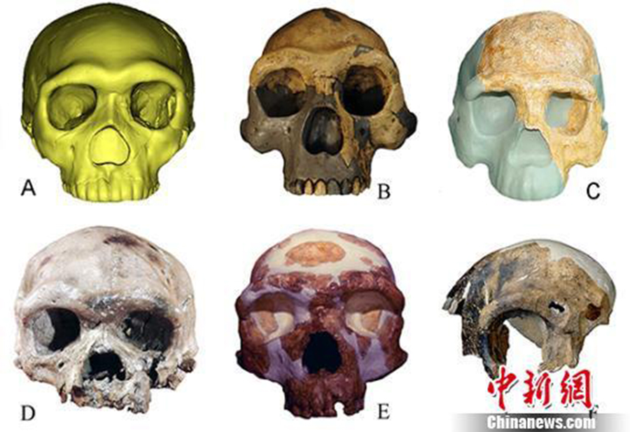 Different types of ancient human fossils in contrast: A. Human fossil from Hualong Cave B. Peking Man fossil from Zhoukoudian site C. Fossil of Nanjing Homo erectus D. Human fossil found at the Dali Man site E. Human fossil found at Jinniushan Site F. Fossil of Maba Man. (Photo: China News Service)