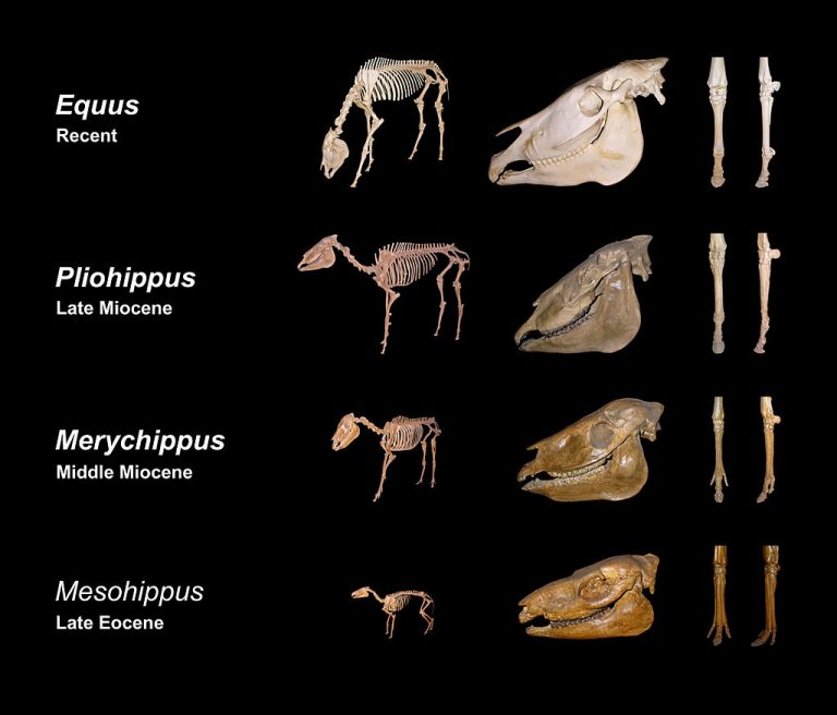 This image shows a representative sequence, but should not be construed to represent a “straight-line” evolution of the horse. Reconstruction, left forefoot skeleton (third digit emphasized yellow) and longitudinal section of molars of selected prehistoric horses. Author: H. Zell