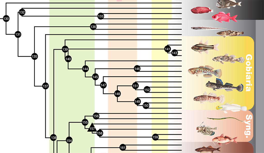 Section of fish evolution tree