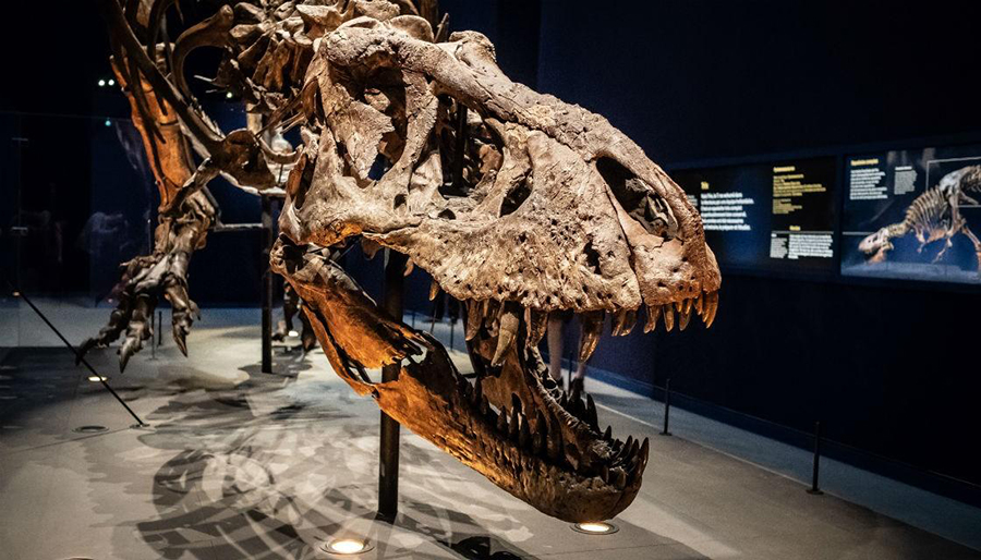 A T. rex skeleton. Photo credit: Getty