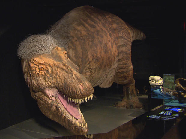 A Tyrannosaurus Rex exhibit at the American Museum of Natural History in New York.   CBS NEWS