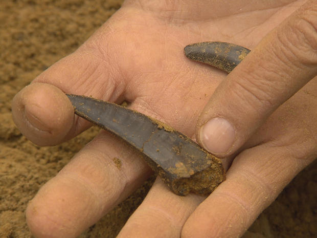 A dinosaur tooth, which had been hidden in the rock strata of Montana for millions of years.  CBS NEWS