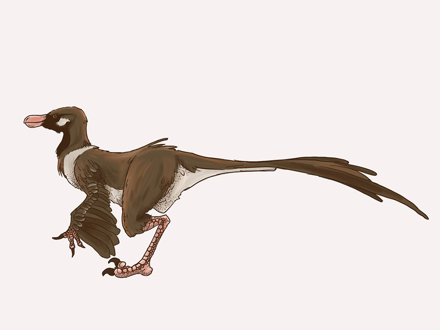 Vayuraptor nongbualamphuensis 3 0 38 (1 Today) BY  gogman   