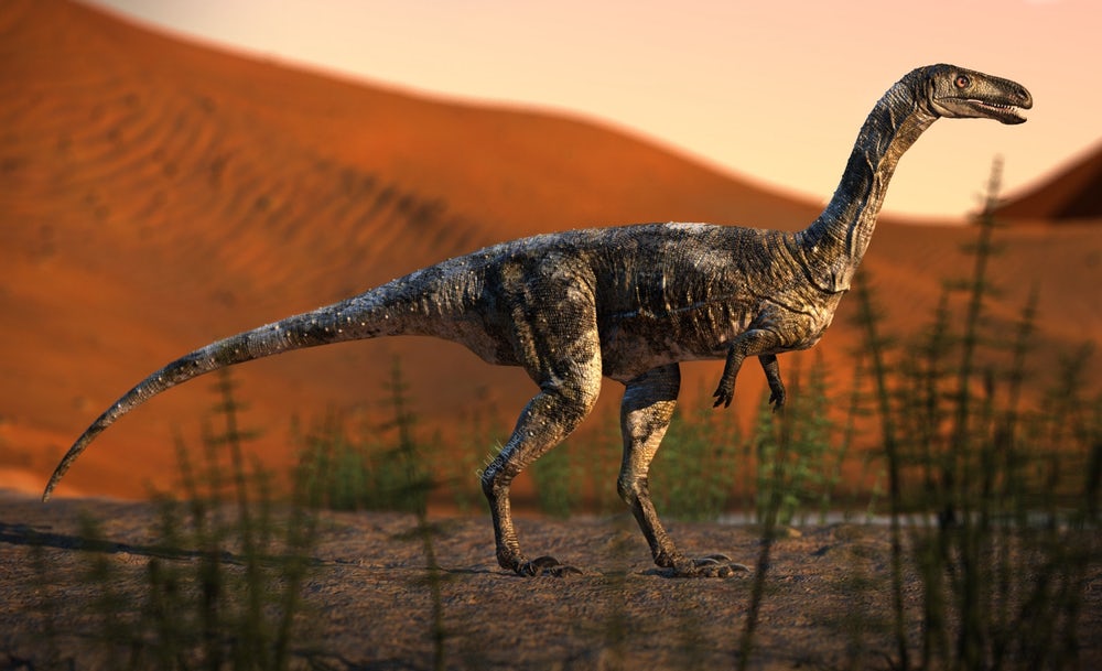 Vespersaurus was a small therapod dinosaur, measuring only 80 cm (31.5 in) tall, 1.6 m (5.2 ft) long and weighing 15 kg (33 lb)(Credit: Rodolfo Nogueira)