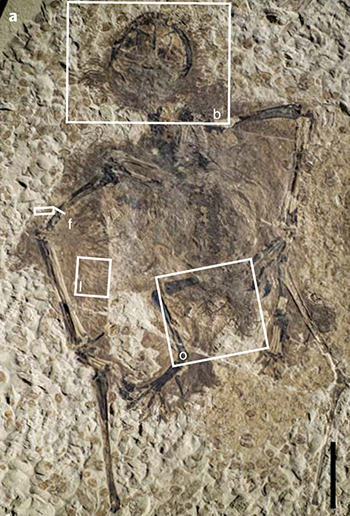 Each of the boxes in this image highlights places on this pterosaur fossil where protofeathers can be seen. Z. Yang et al/Nature Ecology & Evolution 2018