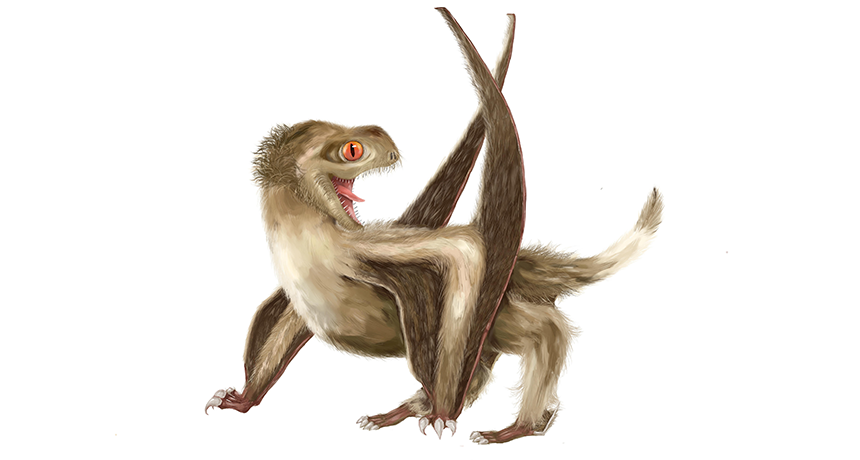 This pterosaur (seen here in an illustration) was covered in different sorts of hairlike fuzz. Their structure is the same as the protofeathers that covered some dinosaurs.  YANG ZHANG