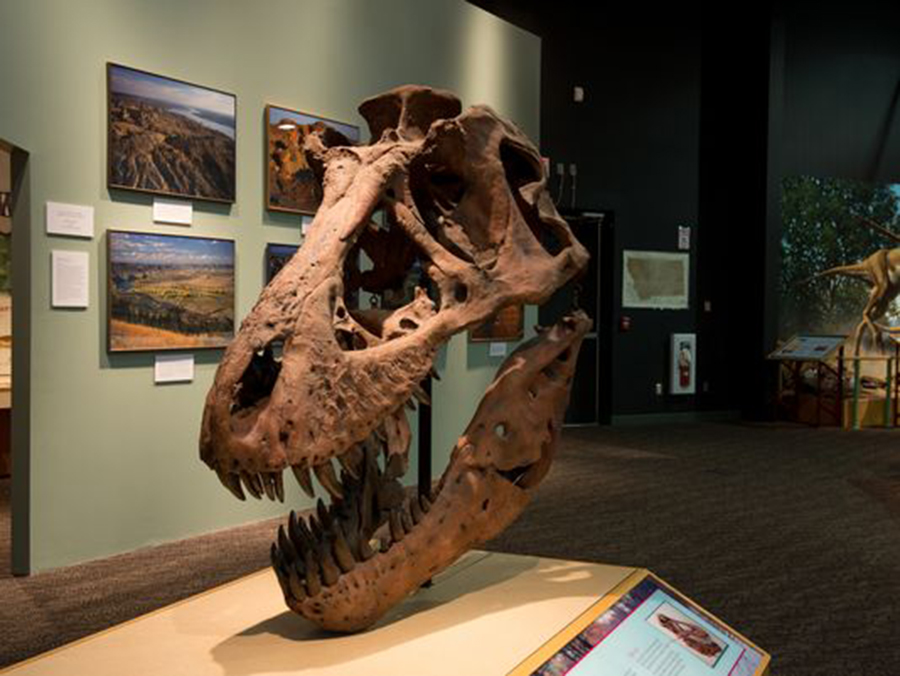 Another stop is the Fort Peck Interpretive Center, where you can see an exhibit of Peck's Rex, a life-size cast of the T. rex found just 20 miles away. (Photo: Montana Office of Tourism and Business Development)