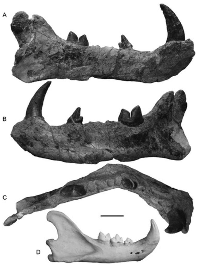 © BORTHS AND STEVENS—EARLY MIOCENE KENYAN HYAINAILOURIN/ Information for Journal of Vertebrate Paleonto