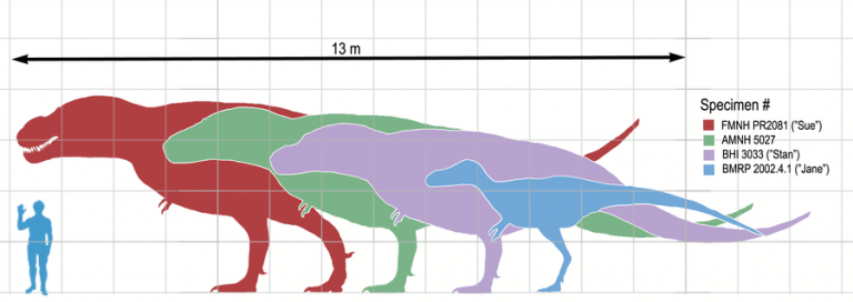 “Sue”, AMNH 5027, “Stan”, and “Jane”, to scale with a human. By Matt Martyniuk