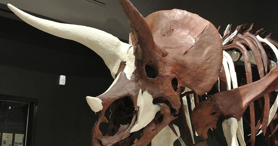 This Triceratops fossil came from the middle of the Hell Creek Formation. It is displayed at MSU’s Museum of the Rockies.  (Photo: Photo courtesy of MSU News Service)