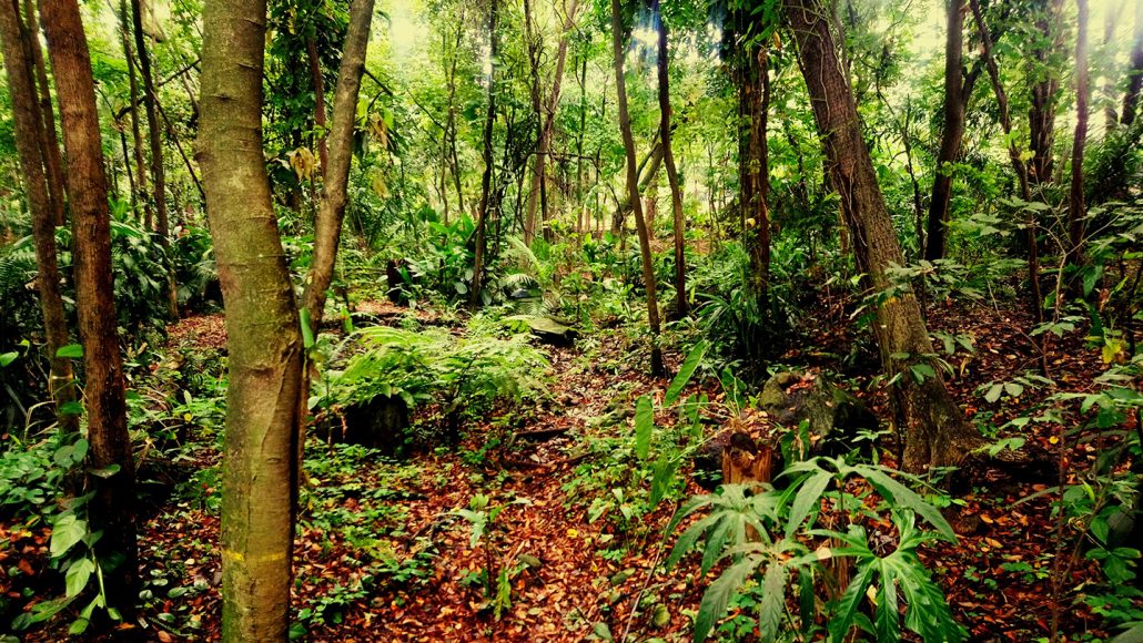 The look of this forest near Medellín, Colombia, traces back to a mass-extinction event some 66 million years ago.  CHRISTIAN DAVID GARCIA/EYEEM/GETTY IMAGES