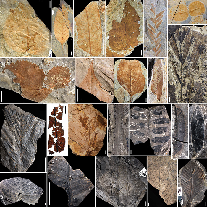 Fossils of leaves (shown) and pollen from across Colombia reveal how the tropical rainforests shifted due to the extinction event at the end of the Cretaceous. Before the event, the forests were a sunny, open-canopied mix of conifers, ferns and flowering trees (examples in the bottom half of this image). After the event, the forests were dominated by flowering trees, and developed a thick, heavy, light-blocking canopy (examples in the top half of this image). CARVALHO ET AL/SCIENCE 2021