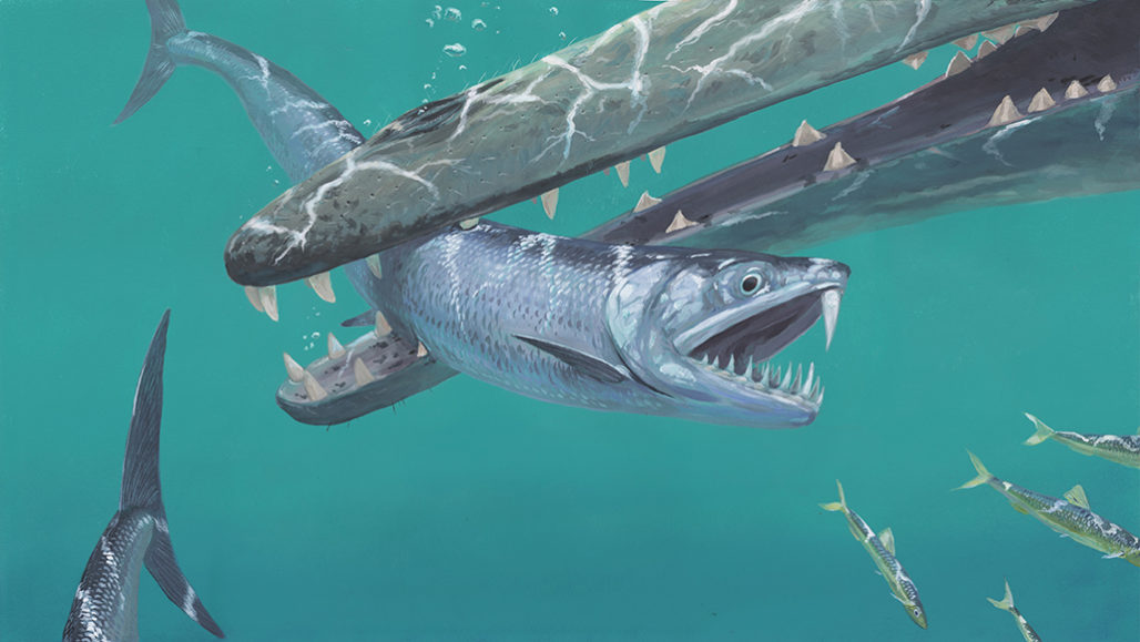 Roughly 50 million years ago, some ancient anchovy relatives sported unusual teeth. They had spikes on their lower jaw and a lone upper sabertooth. One such fish called Monosmilus chureloides is caught in the jaws of an early whale as it chases smaller fish in this illustration.  JOSCHUA KNÜPPE