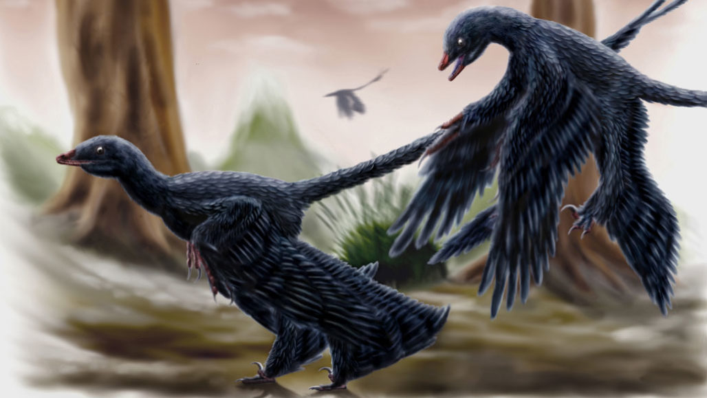 New fossil analyses of Microraptor, a nonbird feathered dinosaur that lived about 120 million years ago, reveal its molting behavior — and suggest the dinosaur was a frequent flyer.  DURBED/WIKIMEDIA COMMONS (CC BY-SA 3.0)